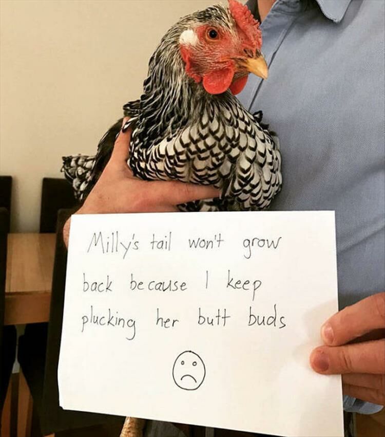 25 Funny Chickens Get Shamed