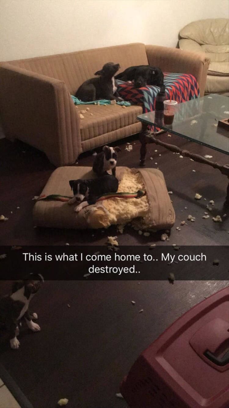 I’m Starting To Think That Pets Are Why We Can’t Have Nice Things 25 Pics