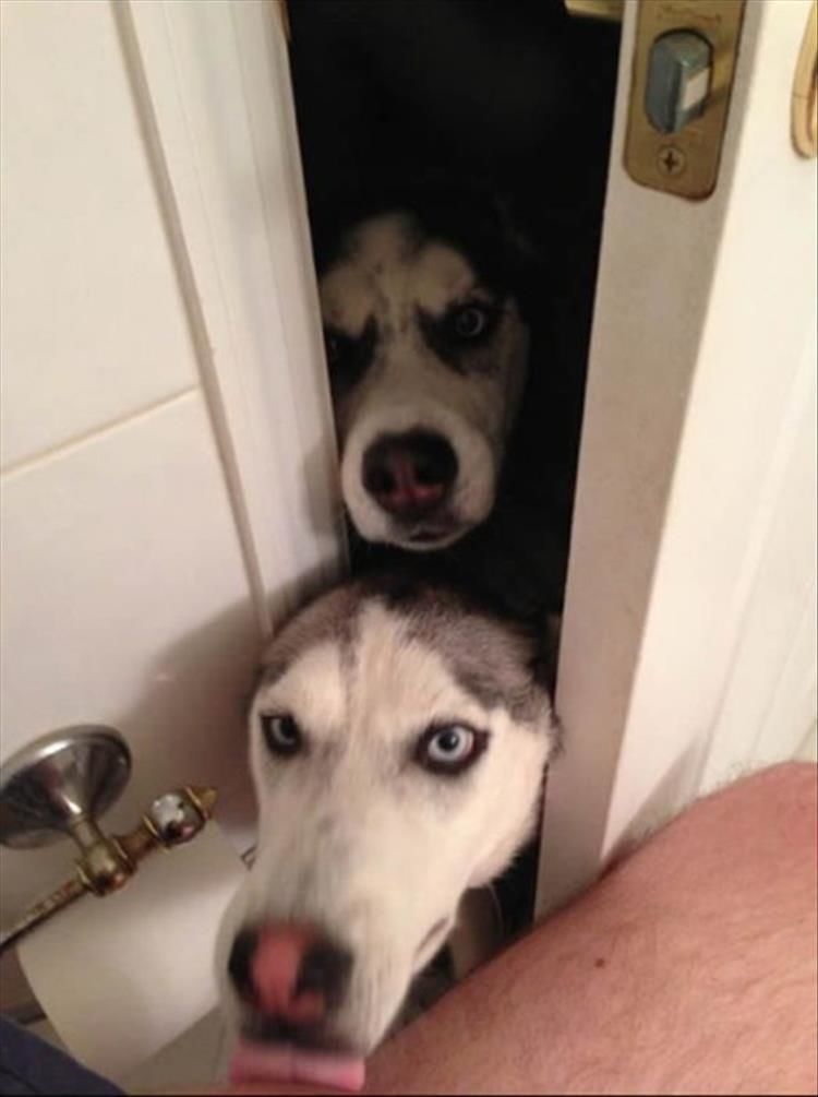 Proof Dogs Have No Concept Of Personal Space 20 Pics