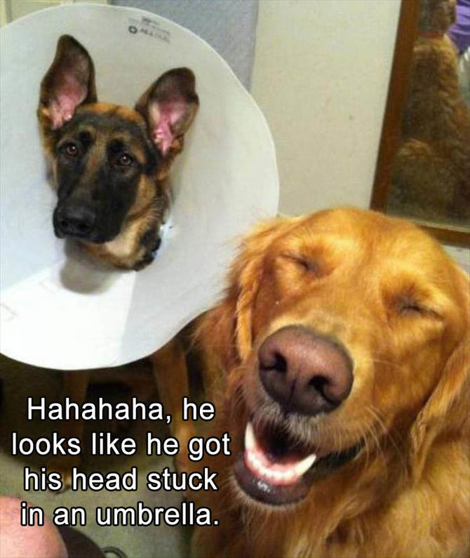 Funny Animal Pictures Of The Day - 22 images