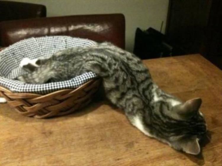 Proof That Cats Are In Fact Liquid 25 Pics