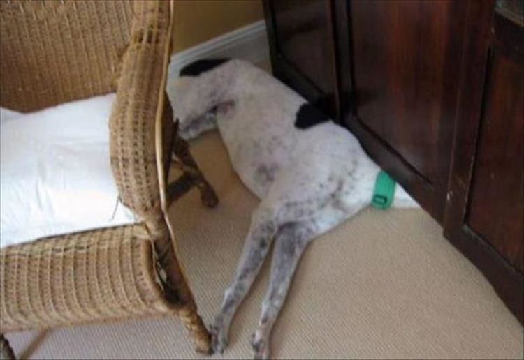 Dogs Playing Hide And Seek Is The Cutest Thing You’ll See All Day 21 Pics