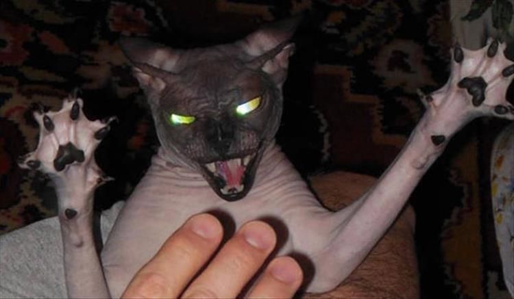 Even More Proof That Cats Are Pure Evil 18 Pics