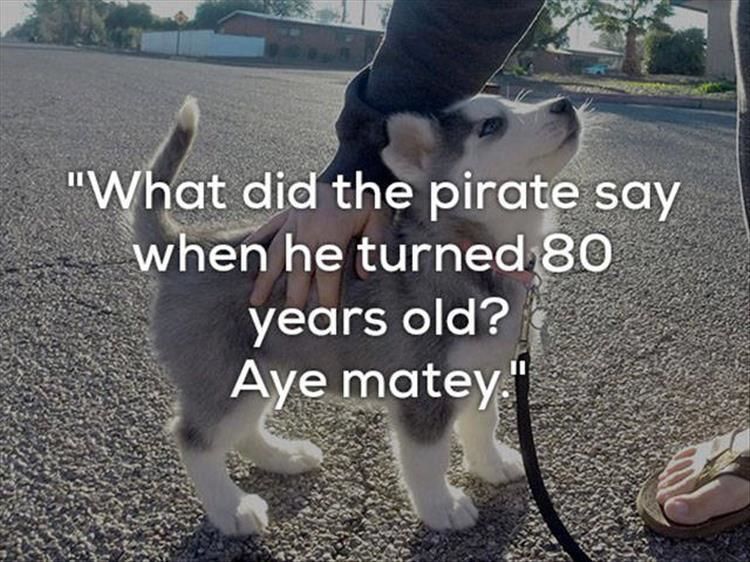 One Liner Jokes Are Even Funnier When Presented With Dogs 23 Pics