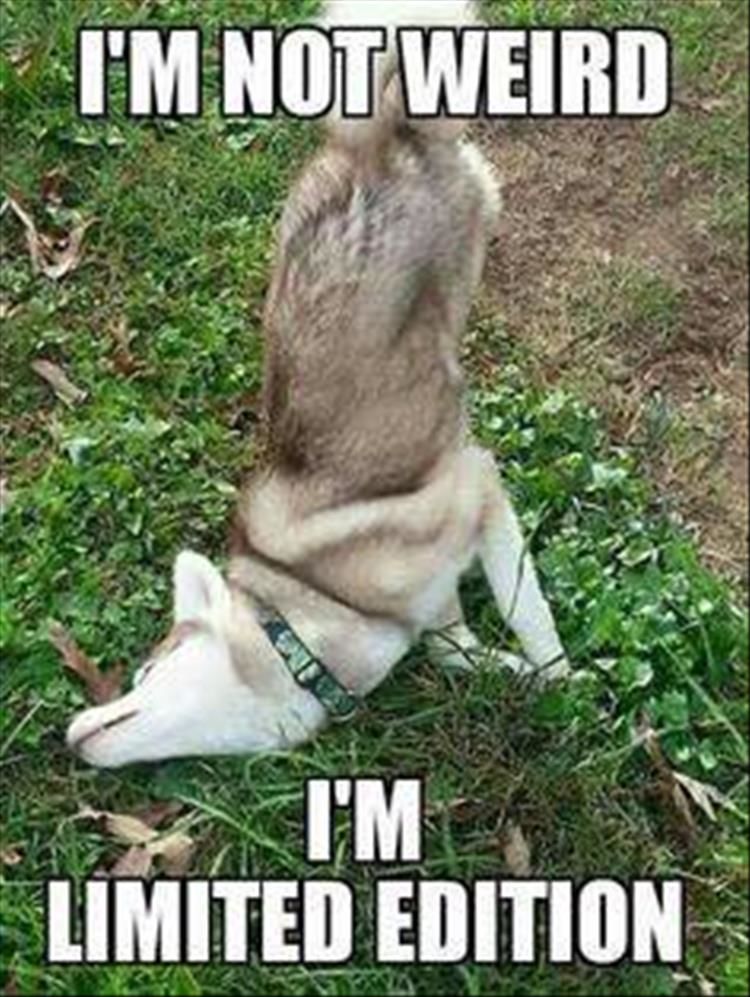 Funny Animal Pictures - 24 Images