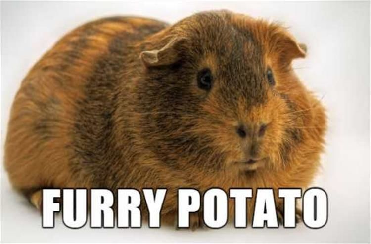 What Animals Really Should’ve Been Named 18 Pics