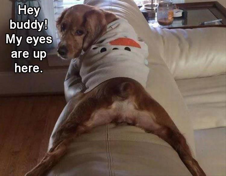 Funny Animal Pictures - 13 Images