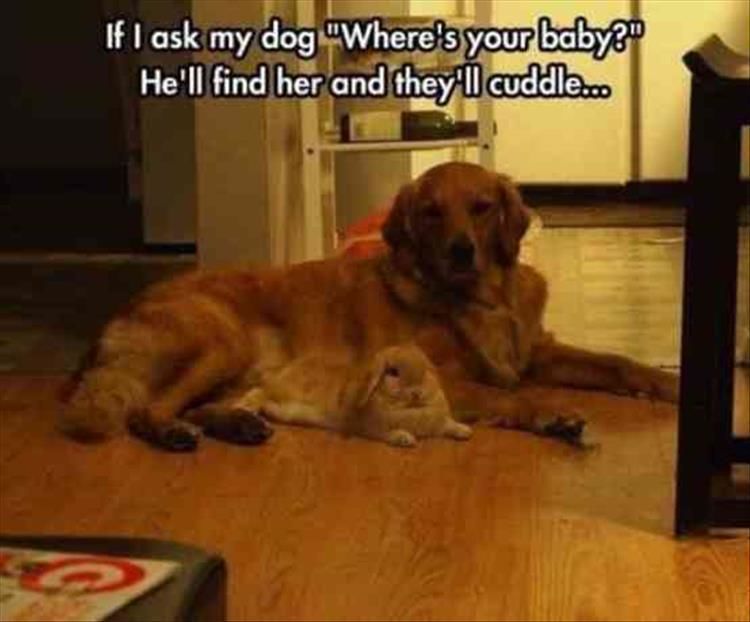 Funny Animal Pictures 25 Pics
