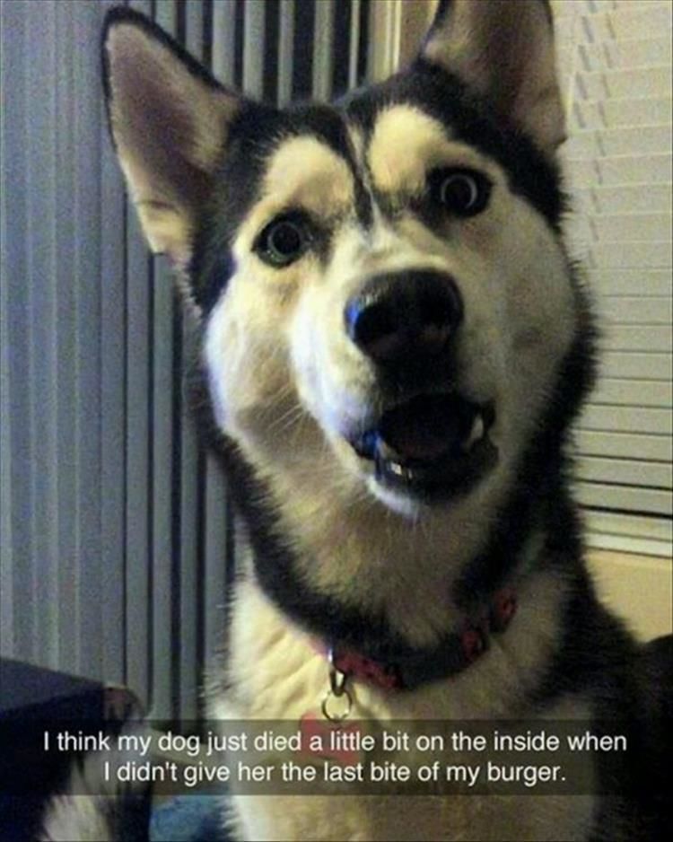 Funny Animal Pictures - 17 Images