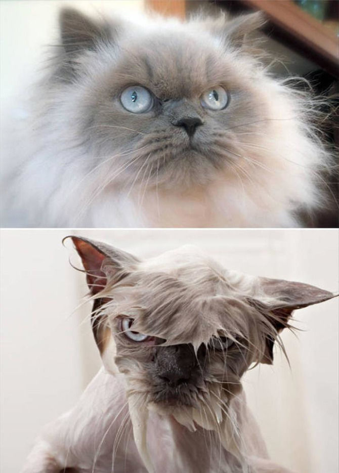 Before And After Animal Baths