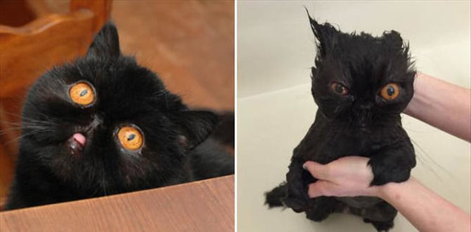 Before And After Animal Baths