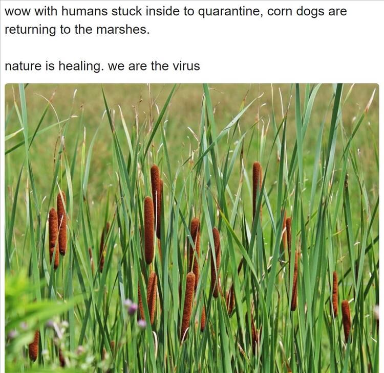 The Earth Is Healing Itself, We Are The Virus Memes