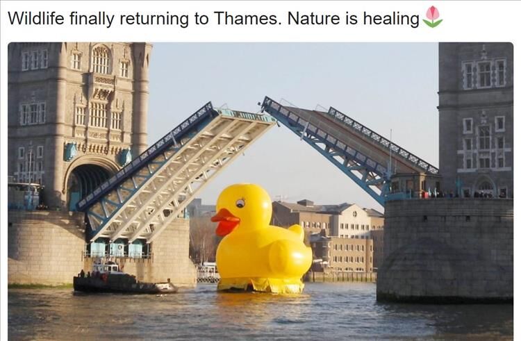The Earth Is Healing Itself, We Are The Virus Memes