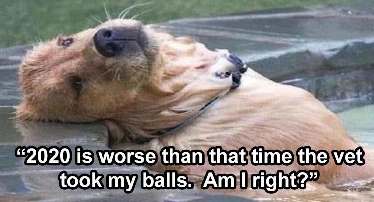 23 Funny Animal Pictures