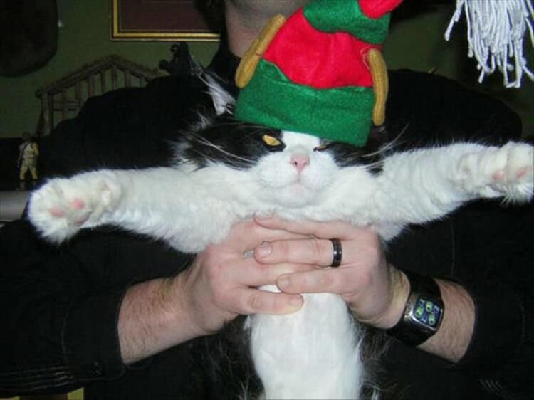 These Animals Have Had Enough Of Your Christmas Cheer