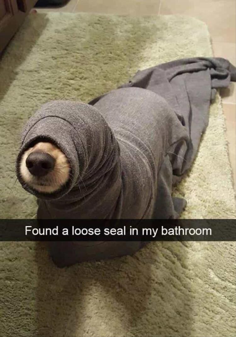 47 Funny Animal Pictures