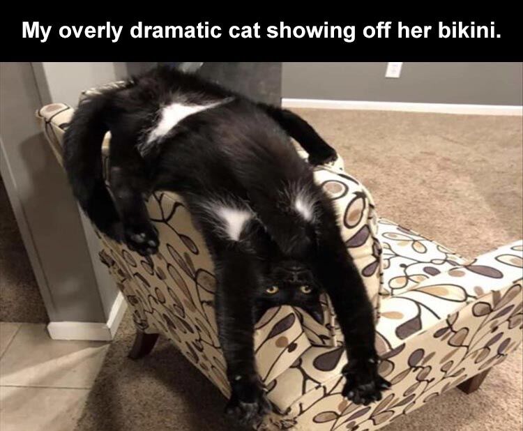 59 Funny Animal Pictures