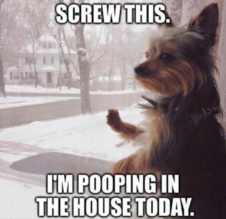 Funny Animal Memes Of The Day 21 Pics