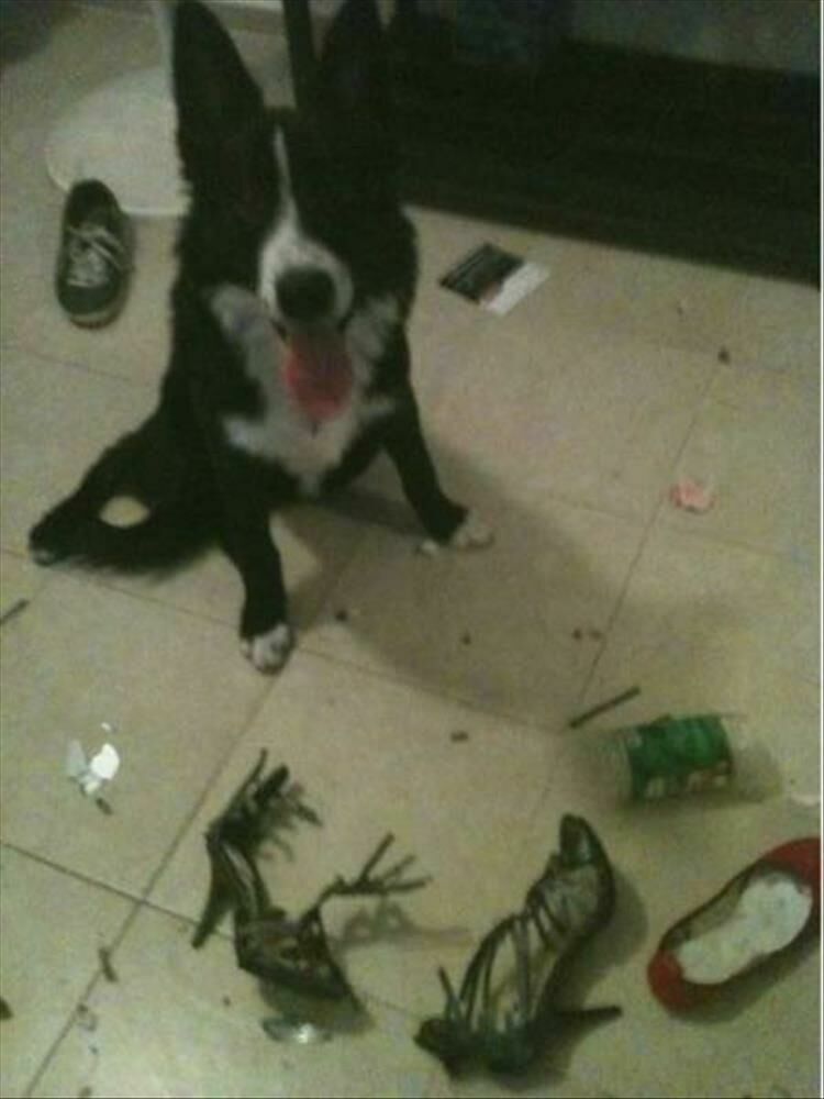 I'm Starting To Think Pets Are Why We Can't Have Nice Things 23 Pics