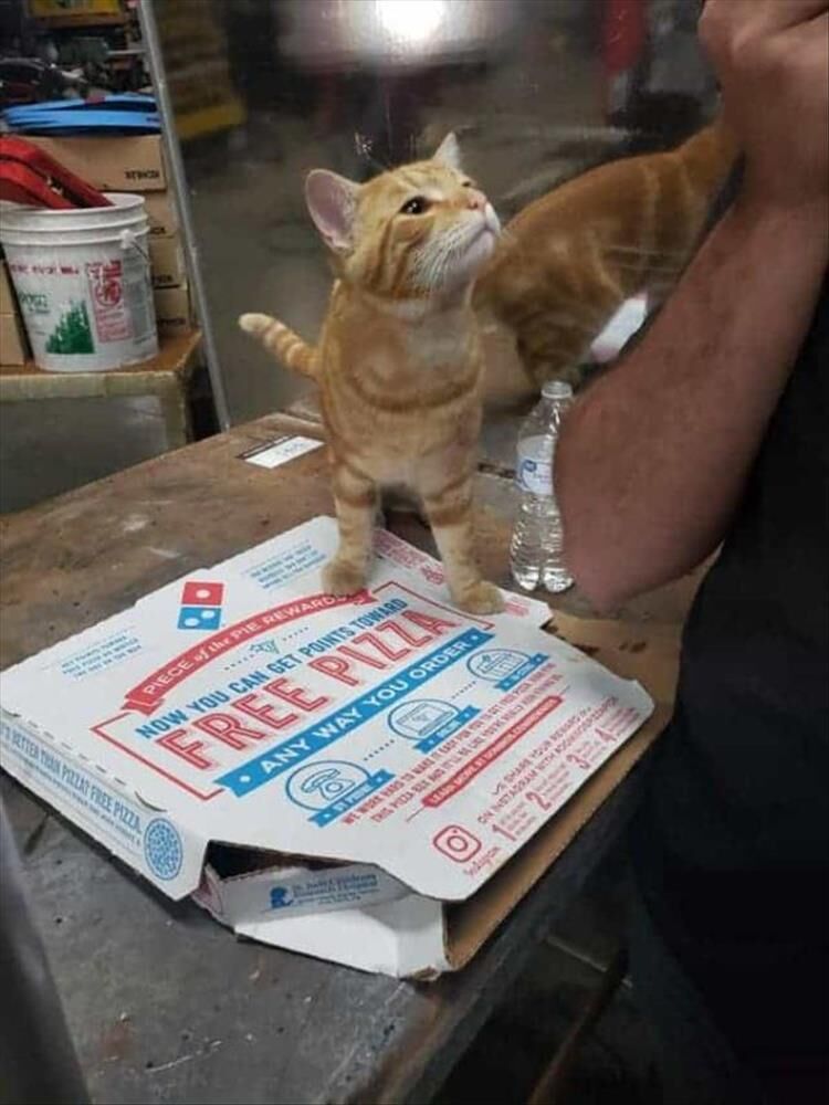 I'm Starting To Think Cats Love Pizza As Much As We Do