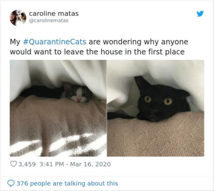 15 Funny Quarantined Cats To Help You Pass The Time