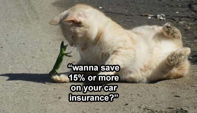 34 Funny Animal Pictures