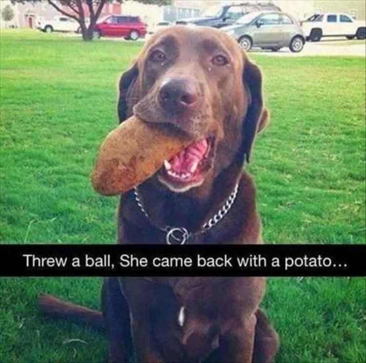 Some Dogs Aren't As Smart As Other Dogs 15 Pics