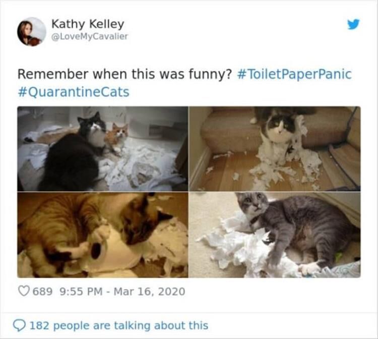15 Funny Quarantined Cats To Help You Pass The Time