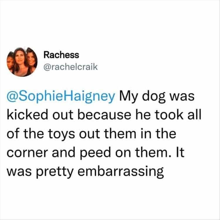 Dog Owners Telling Why There Dogs Were Kicked Out Of Dog School Are The Only Stories I Want To Read Today
