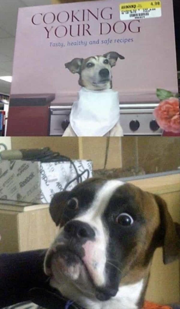 57 Funny Animal Pictures
