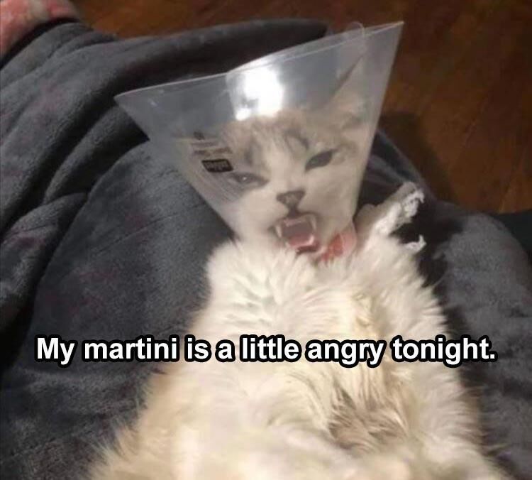 27 Funny Animal Pictures