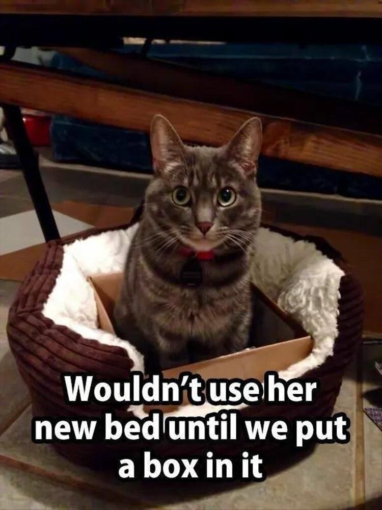 15 Funny Animal Pictures