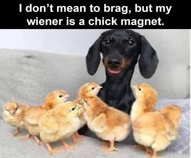 43 Funny Animal Pictures