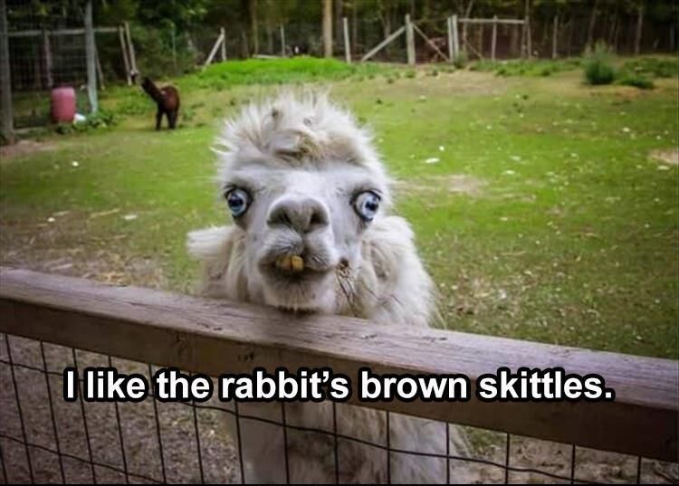 53 Funny Animal Pictures
