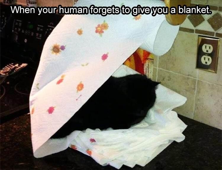47 Funny Animal Pictures