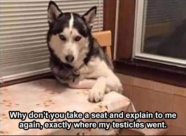 50 Funny Animal Pictures