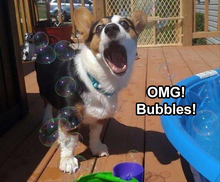 24 Funny Animal Pictures