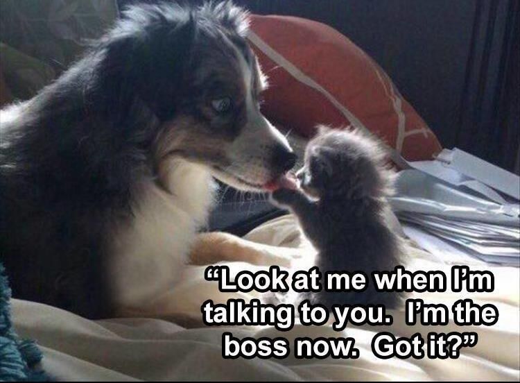 44 Funny Animal Pictures