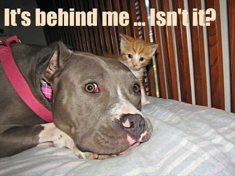 25 Funny Animal Pictures