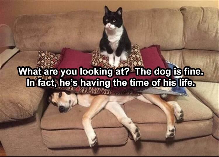 31 Funny Animal Pictures
