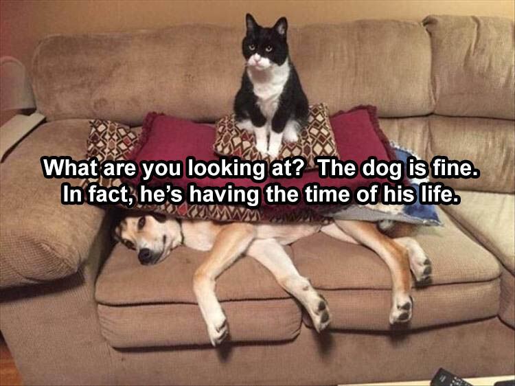 36 Funny Animal Pictures
