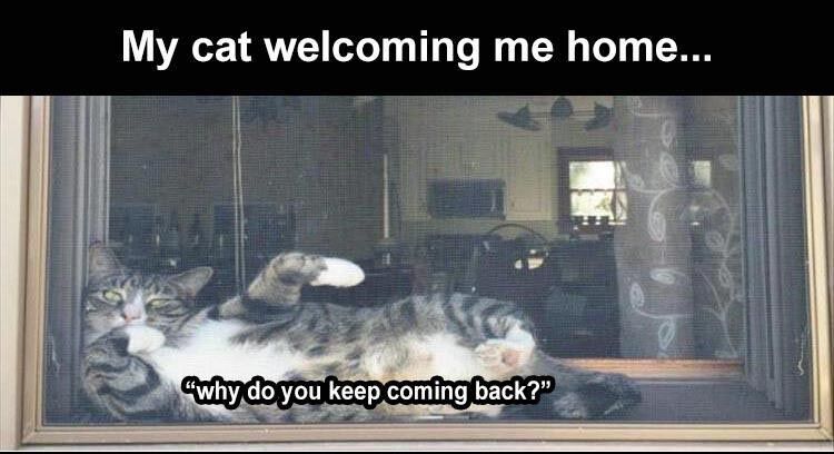 44 Funny Animal Pictures