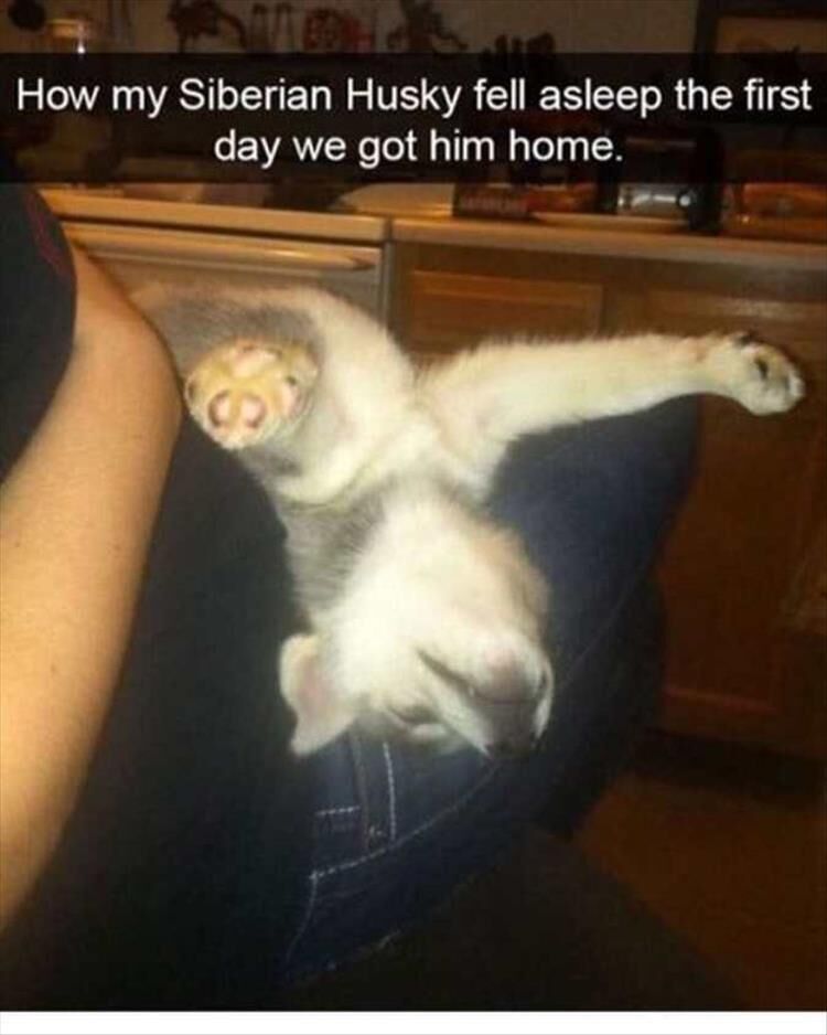 52 Funny Animal Pictures