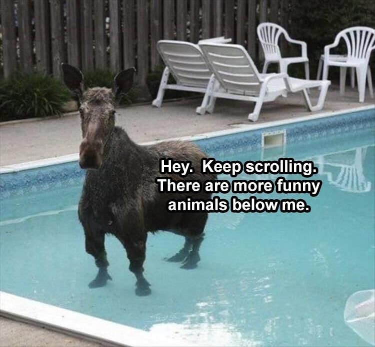 31 Funny Animal Pictures