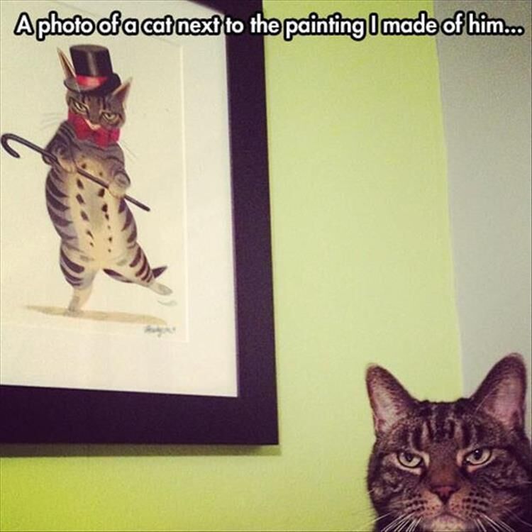 46 Funny Animal Pictures