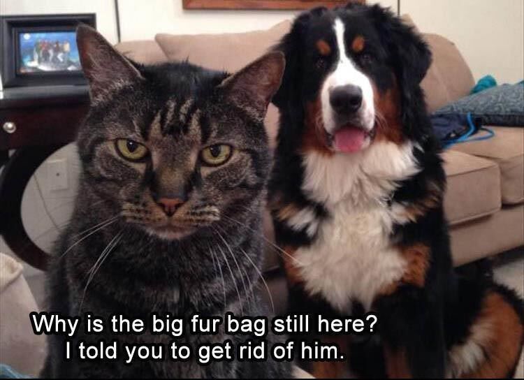 57 Funny Animal Pictures