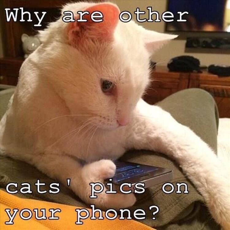 56 Funny Animal Pictures