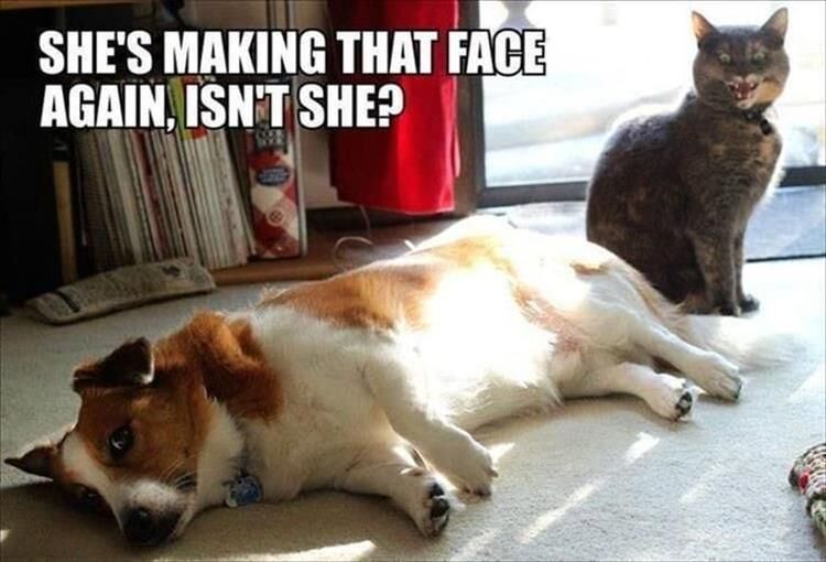 52 Funny Animal Pictures