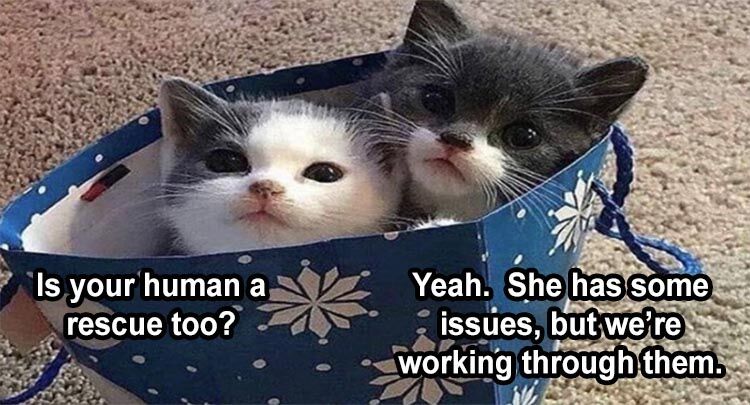 The Funniest Animal Memes Of The Week 38 Pics
