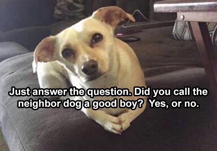 36 Funny Animal Pictures